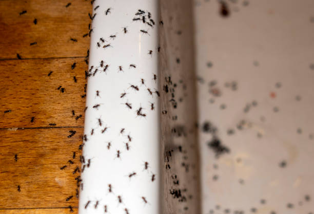 Reliable Tiffin, OH Pest Control Solutions