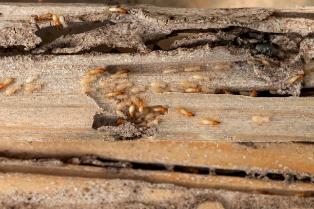 Pest Control for Restaurants in Tiffin, OH